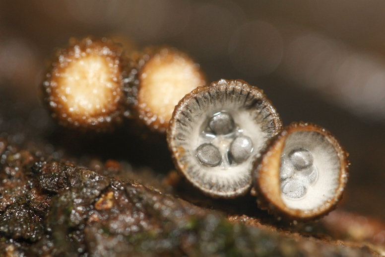 bird's nest fungus